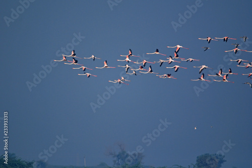 group of flamingos are flying over the lake in foggy winter morning
