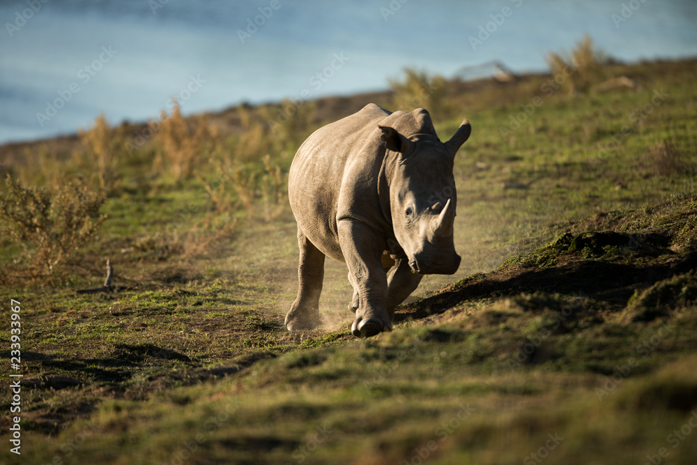 White Rhino White Rhino
