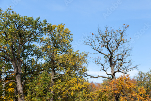 Living trees and a dry tree in autumn park © cgterminal