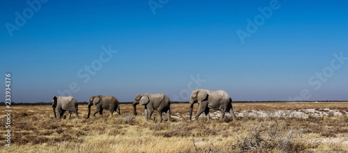 Wilde Elefanten in der Steppe von Afrika