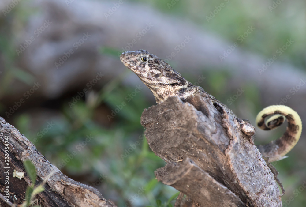 northern curly-tailed lizard that sits on a dry tree trunk in the shade on a bright sunny day