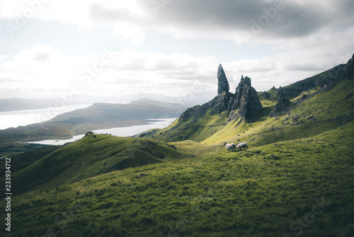 Sheep with a view.