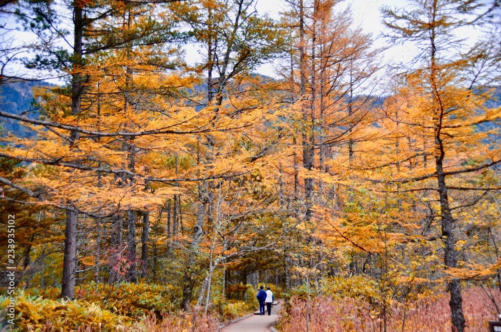 Natural yellow autumn tree in the forest in autumn time Natural yellow autumn tree in the forest in autumn time