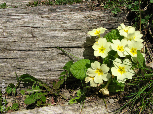 Fleurs de Primevère à grandes fleurs des Alpes