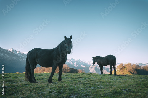 Fototapeta Naklejka Na Ścianę i Meble -  cheval de Mérens - poney ariégeois