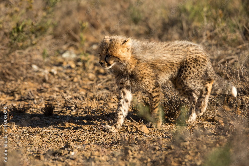 Obraz premium Cheetah Cub