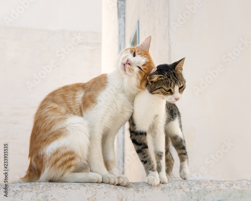 Two cats rubbing their heads against each other, Aegean island, Greece, Europe photo