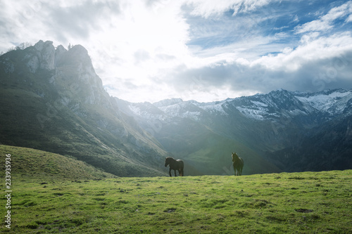 Fototapeta Naklejka Na Ścianę i Meble -  cheval de Mérens - poney ariégeois