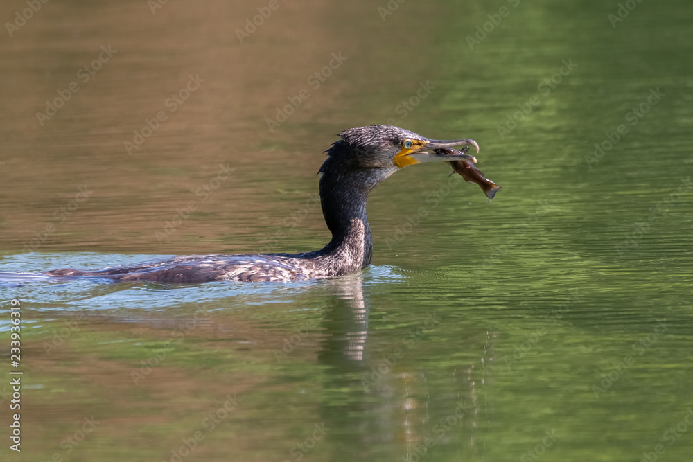 cormoran cormoran