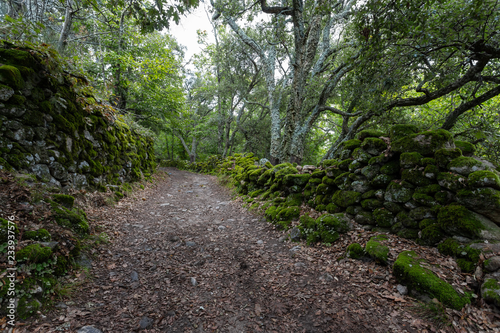 Obraz premium path in the green forest. Chestnut forest of Montanchez, Caceres, Extremadura, Spain
