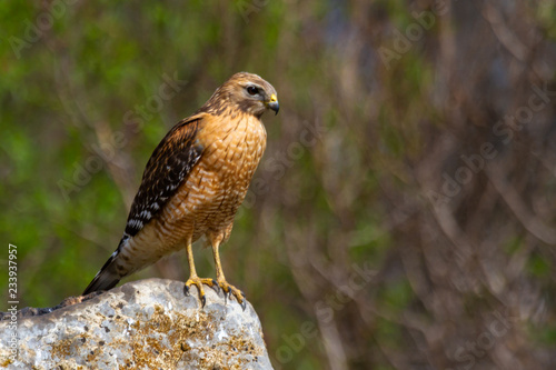 red-shouldered hawk