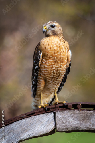 Obraz na plátně red-shouldered hawk