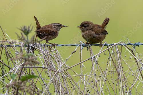 Wrens