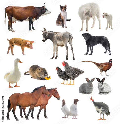 collage livestock isolated on white