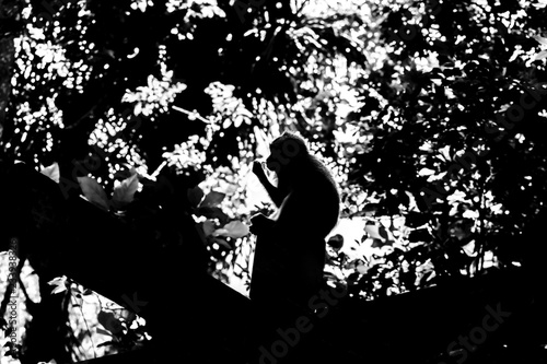 Black and white monkey silhouette sitting in the middle of the jungles