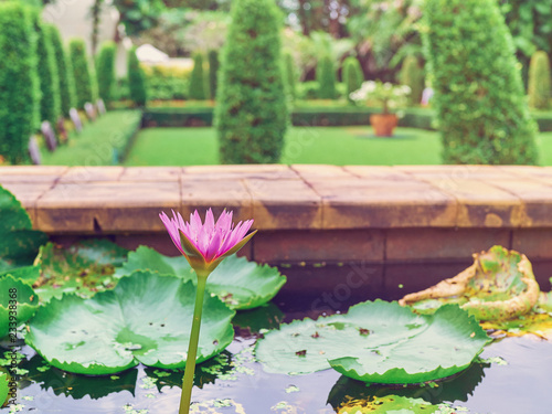 Lotus flower in a stone-walled garden pond