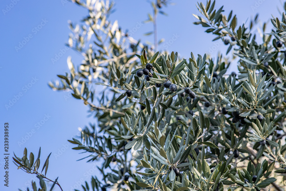 Olive Olive