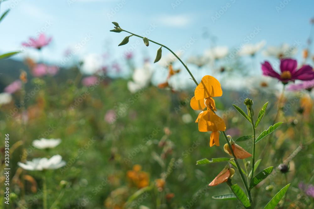 Beautiful flowers with sky as the background at Mon Jam,Chiang Mai,Thailand. Beautiful flowers with sky as the background at Mon Jam,Chiang Mai,Thailand.