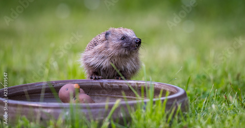 Hedgehog at a water bowl