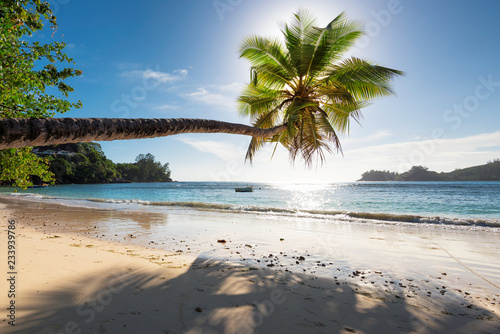 Fototapeta Naklejka Na Ścianę i Meble -  Palm Tree at sunset on summer vacation ocean beach.