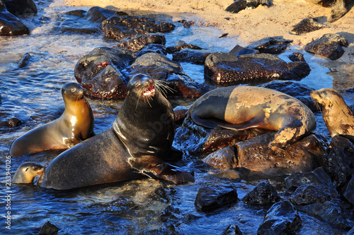 A group of sea lion