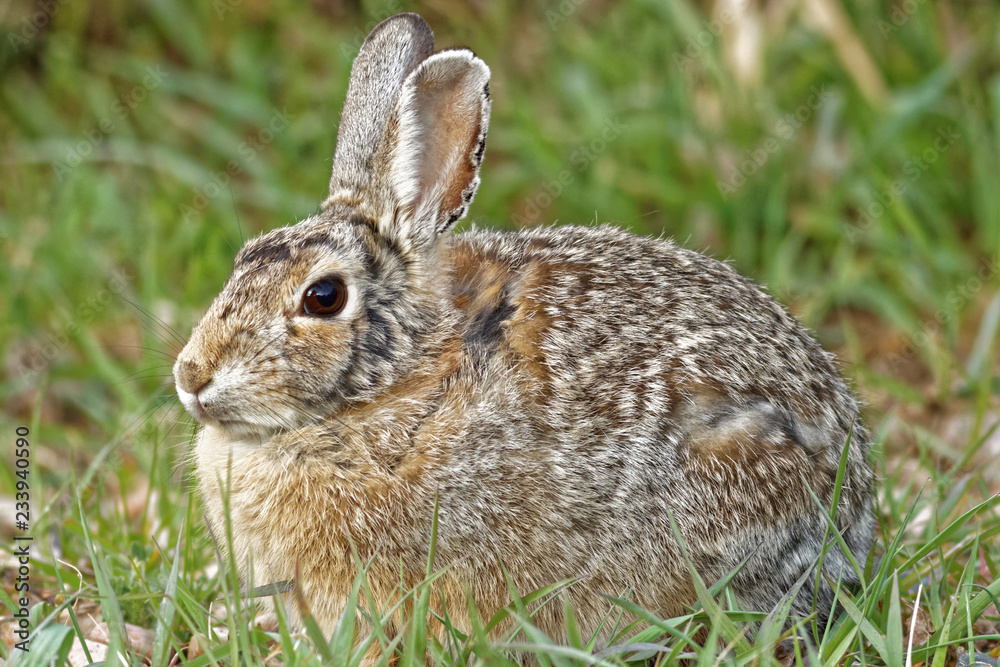 Fototapeta premium Wild Rabbit