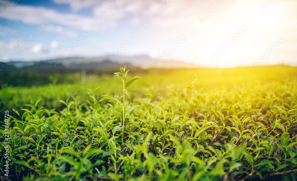 Green Tea and Fresh Leaf Tea The sun shines. Green Tea and Fresh Leaf Tea The sun shines.