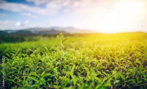 Green Tea and Fresh Leaf Tea The sun shines.
