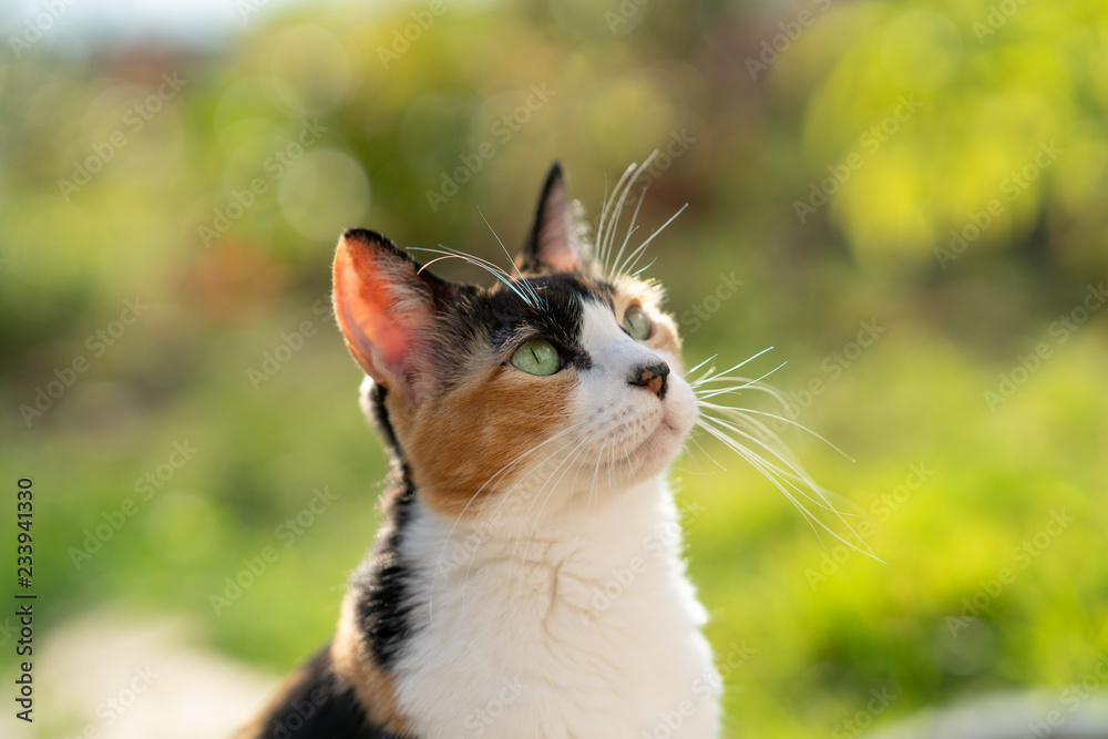 Fototapeta premium 三毛猫