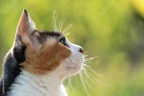 Tableau sur toile 三毛猫