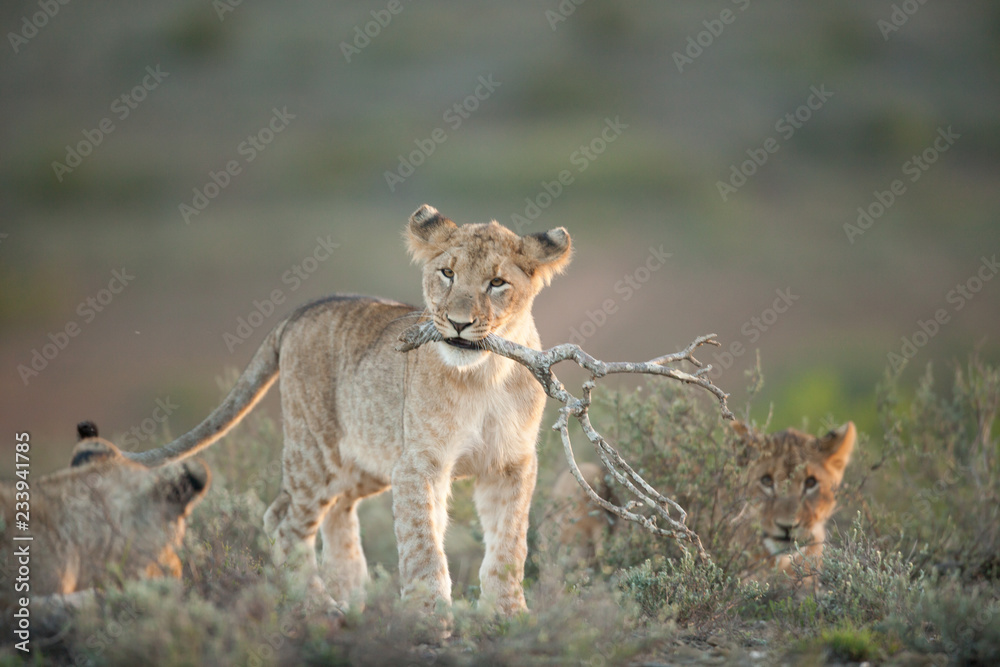 Obraz premium Playing Lion Cub