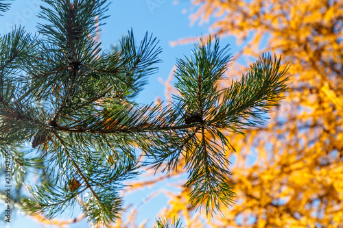 Green pine branch on the background of yellow larch. Autumn