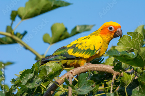 A beautiful parrot on a branch