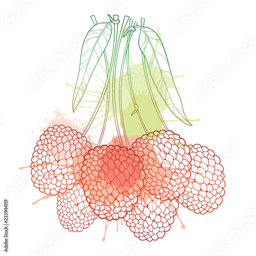 Vector bunch with outline Chinese Lychee or Litchi fruit and leaf in pastel red and green isolated on white background. Perennial subtropical plant in contour for summer design, juicy fresh menu.