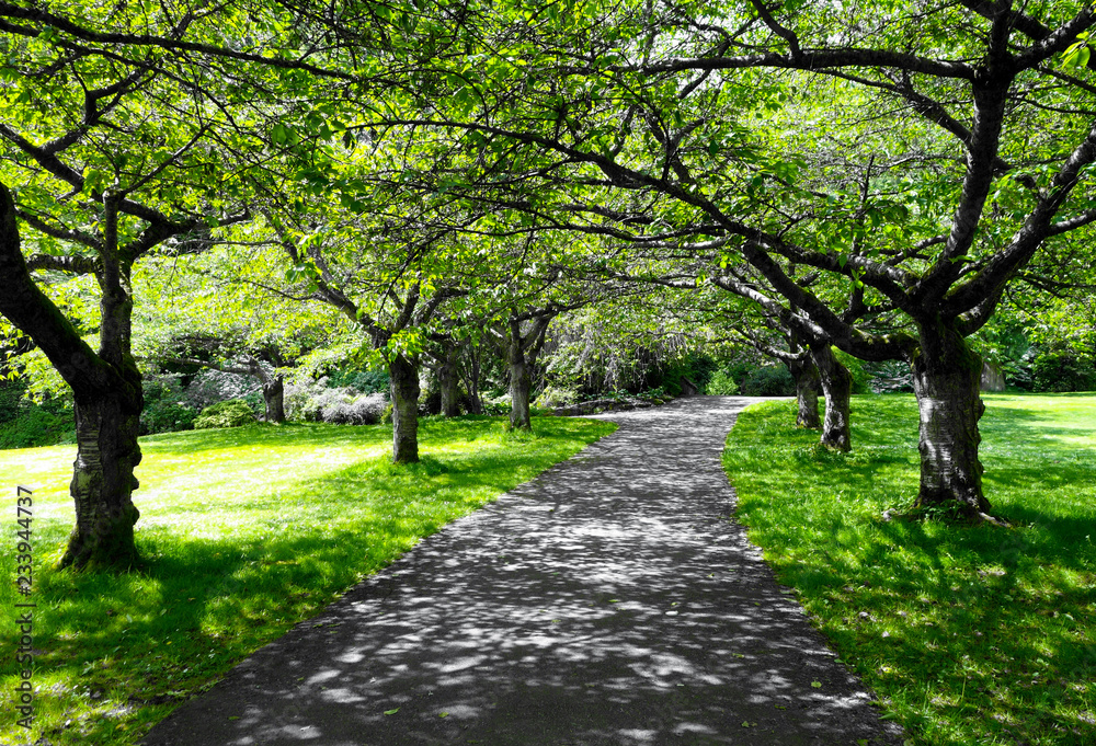 Beautiful green trees with black and white effect from Stanley Park, Vancouver, British Columbia Beautiful green trees with black and white effect from Stanley Park, Vancouver, British Columbia