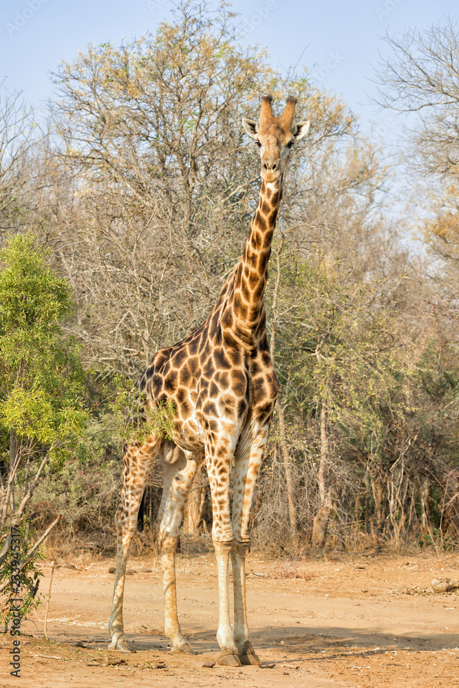Obraz premium Male South African giraffe in the Karongwe Game Reserve, South Africa.