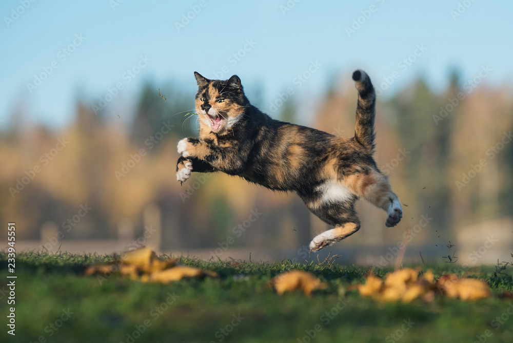 Naklejka premium Śmieszny kot bawi się jesienią