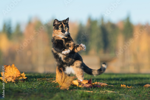 Canvas Print Funny cat playing in autumn
