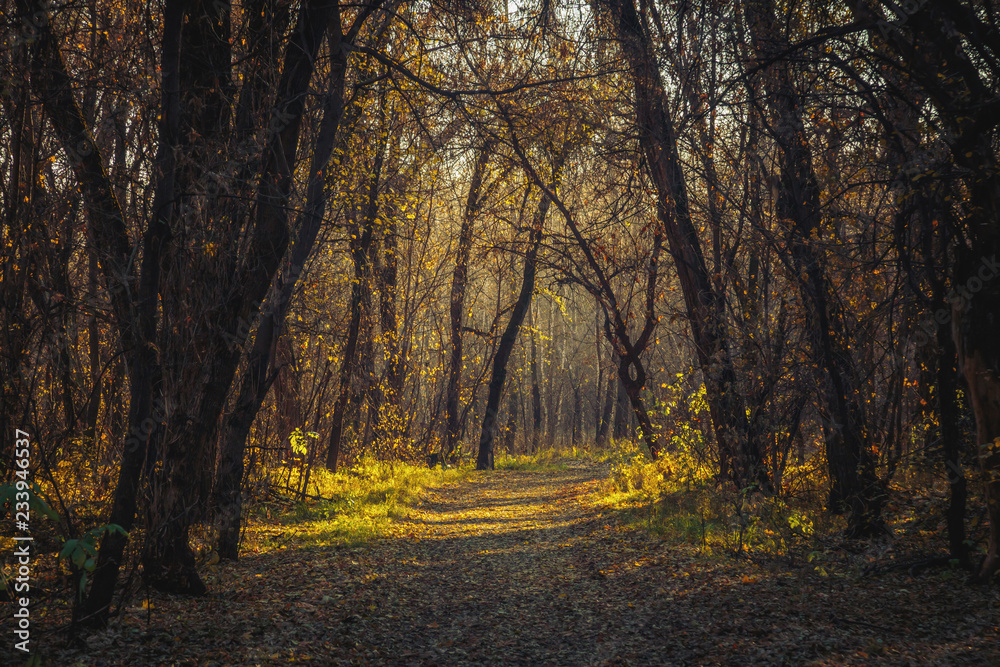 leaves fall