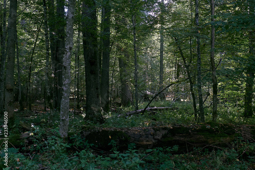 Old natural deciduous stand in autumn