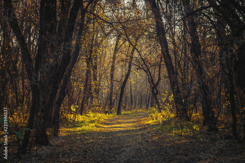 leaves fall © Nikolay