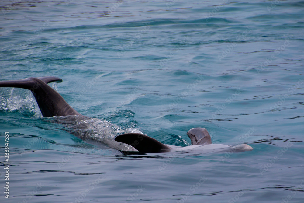 Obraz premium Delfin