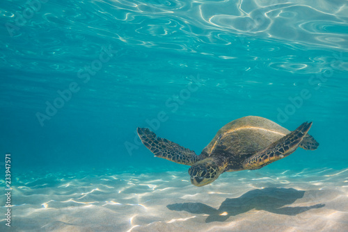 Sea turtle swimming in clear blue water