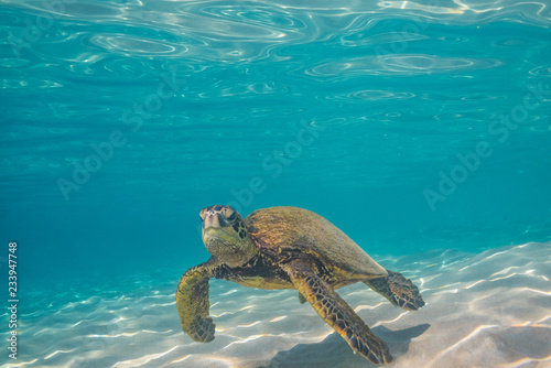 Sea turtle in clear blue water