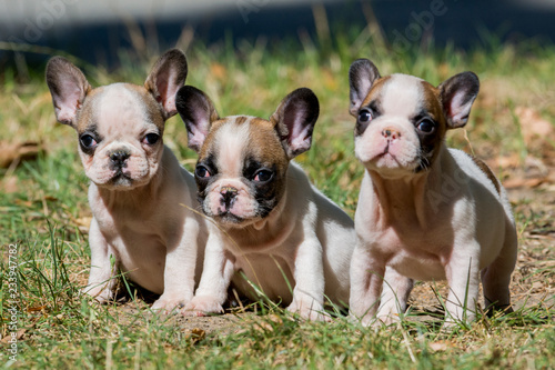 French bulldog puppies posing