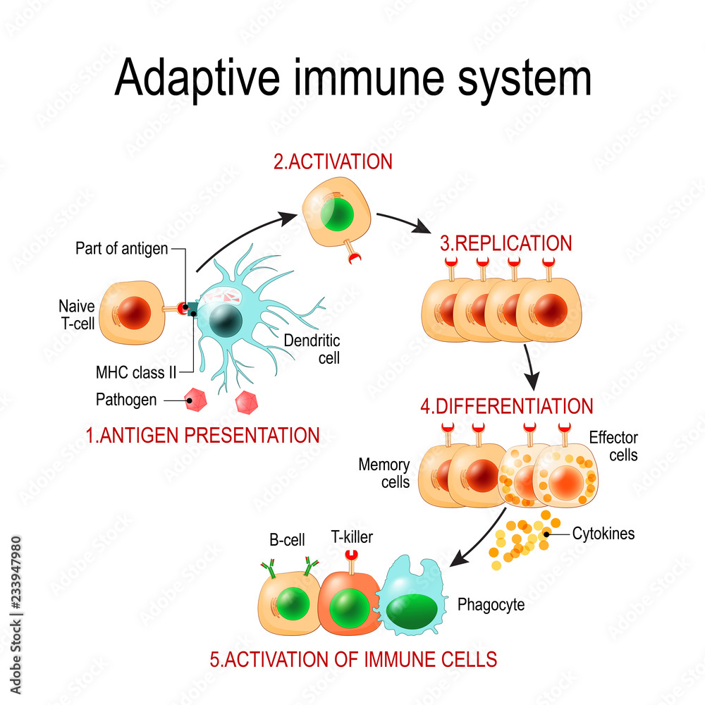 Adaptive immune system from Antigen presentation to activation of other
