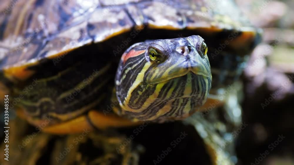 Pond slider, Trachemys scripta, common medium-sized semi-aquatic turtle. Red-eared turtles. Pond slider, Trachemys scripta, common medium-sized semi-aquatic turtle. Red-eared turtles.