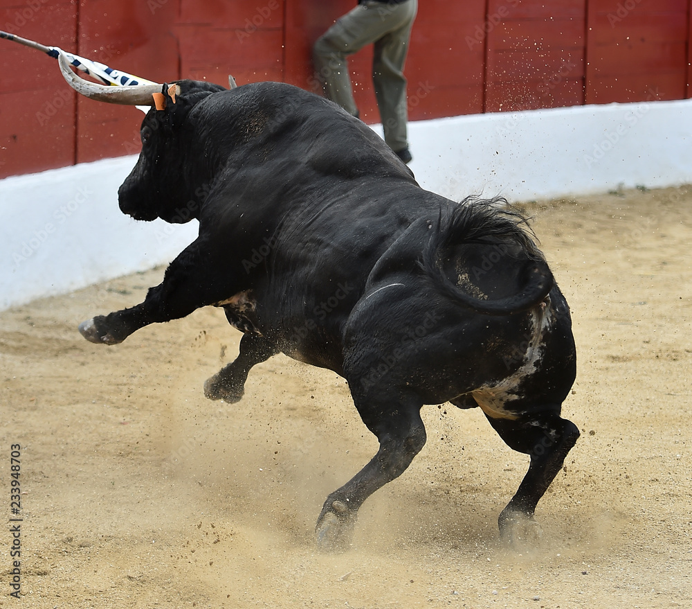 toro español corriendo en plaza de toros