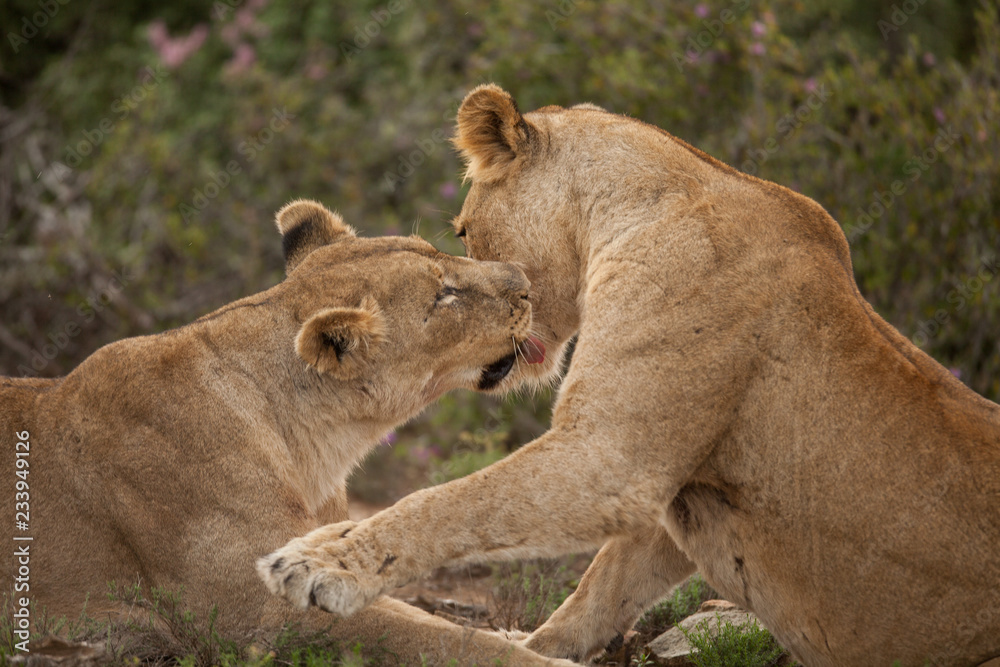 Fototapeta premium Grooming lions