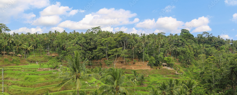 tropical palm forest jungle